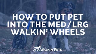 How to Put Your Dog in the Rear Walkin Wheels Wheelchair [upl. by Acysej]