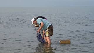 Oystering on the Brewster Flats [upl. by Areem]