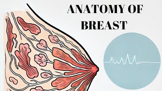 8Anatomy of breast embryology development developmental anomalies from grays anatomy [upl. by Oicangi707]