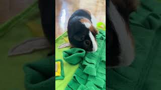 Ricardo Guinea Pig Playing with Luftpets Veggie Patch Snuffle Mat petslover guineapig [upl. by Nnairam]