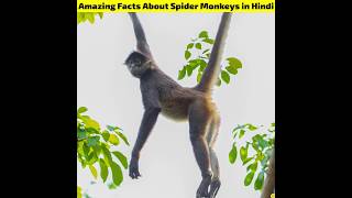 Amazing Facts About Spider Monkey in Hindi  Top 5 Amazing Random Animals Facts shorts [upl. by Oiliruam]