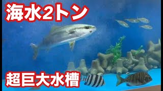 【釣った魚を飼育】海水2トンの超巨大水槽が始動！釣った魚たちが大暴れ【ポポパパ水族館ハマチ青物】 [upl. by Eiramyllek]