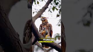 eagle vs monkey facts youtubeshorts eagleexplains arcticanimal shorts [upl. by Mitinger]