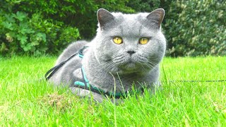 British Cat In The British Garden [upl. by Sirtimid]