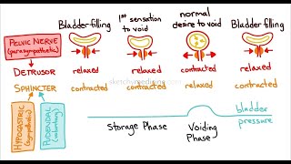 Abnormalities of Micturition Reflex [upl. by Felise992]