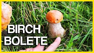 Birch Bolete Mushroom  Identification and Cooking [upl. by Ycnay883]