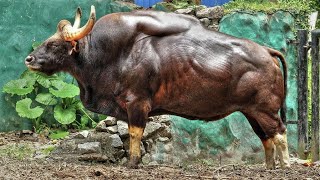 worlds biggest cow wildcow gaur [upl. by Follansbee]