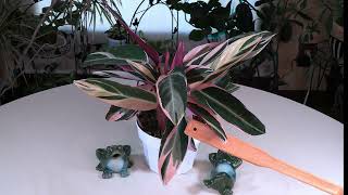 Stromanthe Sanguiena Triostar Plant Spotlight [upl. by Ludie]