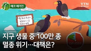 에코매거진 지구 생물 중 100만 종 멸종 위기…대책은  YTN 사이언스 [upl. by Debbi]