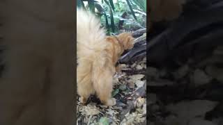 Fluffy Tail Cat squirrelcat fluffycat [upl. by Yentiw]