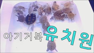 아기 거북이 유치원 다이아몬드 백 테라핀 Diamond back terrapin [upl. by Annayar]