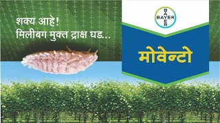 Movento Insecticide बायर मोवेन्टो ऑनलाईन लॉन्च Marathi  Bayer Crop Science India [upl. by Boylston]