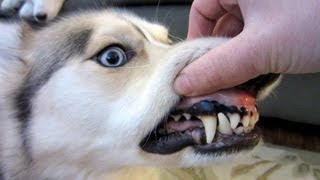 Should I brush My Dogs Teeth [upl. by Cis]