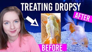 How To Treat Dropsy In Goldfish  Full 2 Week Treatment [upl. by Akinad]