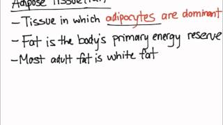 Adipose Tissue [upl. by Avigdor]