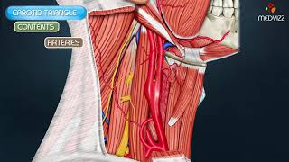 Carotid Triangle Animated Video [upl. by On]