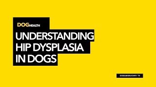 UNDERSTANDING HIP DYSPLASIA IN DOGS [upl. by Oetsira]