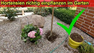 Hortensien richtig pflanzen im Garten– Standort Abstand Jahreszeit Zeitpunkt Erde Substrat uvm [upl. by Easlehc41]