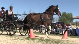 Carriage Driving [upl. by Harol]