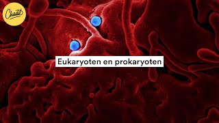 Eukaryoten en prokaryoten wat is het verschil  Mr Chadd Academy [upl. by Akenat94]