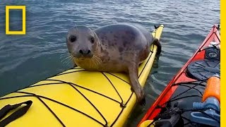 Adorable Seal Catches a Ride on a Kayak  National Geographic [upl. by Aital640]