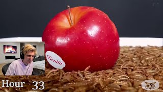 xQc reacts to CAROLINA REAPER VS MEALWORMS by Photo Owl Time Lapse [upl. by Celinda]