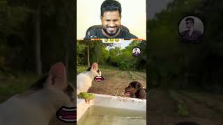 Funny animals  Try Not to Laugh tamil  Bogan React troll comedy tamilreactions [upl. by Ennoved]