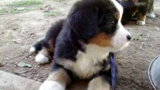 Bernese Mountain Dog puppies 7 wks I litterMOV [upl. by Atinuj644]