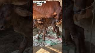 chusman Dairy farm cowcartoon animalsounds animals cowdrawing dairyfarm cowillustration cow [upl. by Suirtimed]