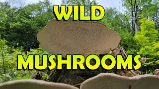 Wild Mushrooms in Canada [upl. by Aydin]