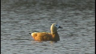 Tadorne casarca  Ruddy Shelduck  Tadorna ferruginea [upl. by Yatnuhs]