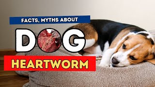 Heartworm Facts Myths and Natural Treatments [upl. by Ormsby]