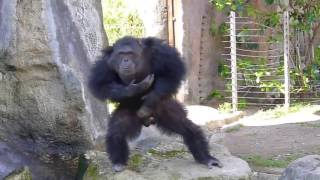 Funny monkeys dancing [upl. by Oina]