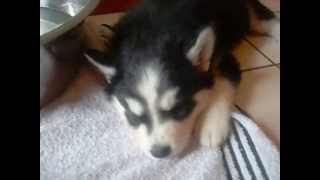 Gerberian Shepsky  German Shepherd Siberian Husky Mix Hybrid Puppy Cubs  NAMED [upl. by Ditter]