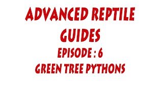 SNA Advanced Series  Episode  6 Green Tree Pythons Morelia viridis [upl. by Marchal955]