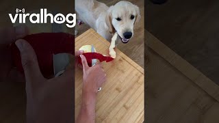 Golden Retriever Garbage Disposal System  ViralHog [upl. by Oremodlab]