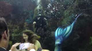 Mermaid Malena at the Virginia Aquarium [upl. by Fausta]