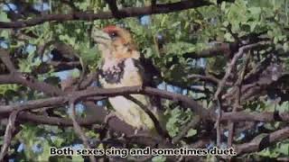 Crested Barbet calling [upl. by Wilbur]