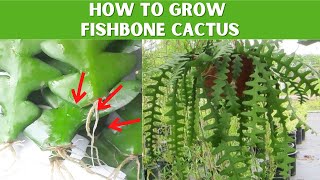 Easiest method to propagate Fishbone Cactus 100 success succulentpropagation plants [upl. by Rumney]