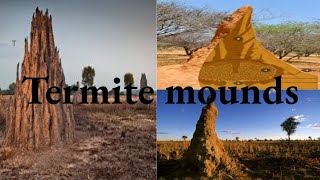 Architects of nature ternding viralvideo termite xybca designer architecture art beautiful [upl. by Elmina]