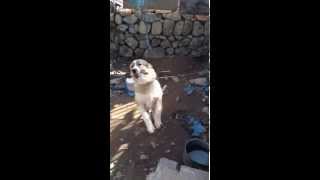 Καυκασου Ελληνικος Ποιμενικος Greek Shepherd Dog [upl. by Butterfield206]