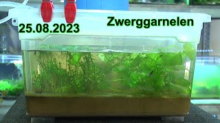 Zwerggarnelen und Artemia im Update Caridina und Neocaridina [upl. by Burta]