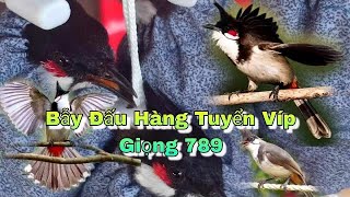 Mào Tuyển Gia Lai Giọng Xoắn Cao Bằng Mào Lân Bộ Vip 13112024 [upl. by Jemena]