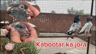 Kabootar ka jora ka shok karo [upl. by Weir]