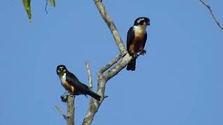 BlackThighed Falconet World Smallest Raptor [upl. by Arbuckle]