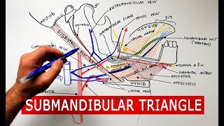 Submandibular triangle  boundaries amp contents  Anatomy Tutorial [upl. by Acinnad211]