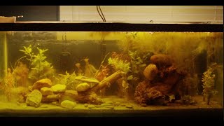 75 Gallon Planted Tank Setup [upl. by Leirum]