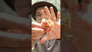 ASMR Eating Honeycomb With Bees 🐝 shorts short [upl. by Phipps]