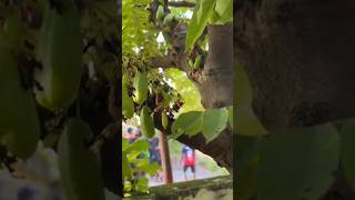 ഇരുമ്പൻ പുളി bilimbi naturefruit [upl. by Simmonds]