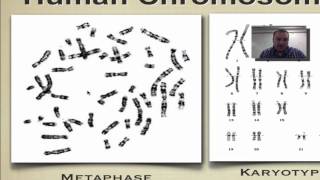 Chapter 14 Part 2  Karyotypes [upl. by Durnan]